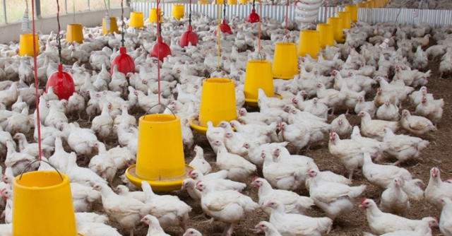 Poultry sector seen heading towards recovery