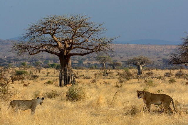 Serengeti voted best tourist choice